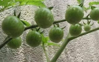 新手入门的六种蔬菜，阳台种起来最简单的菜？